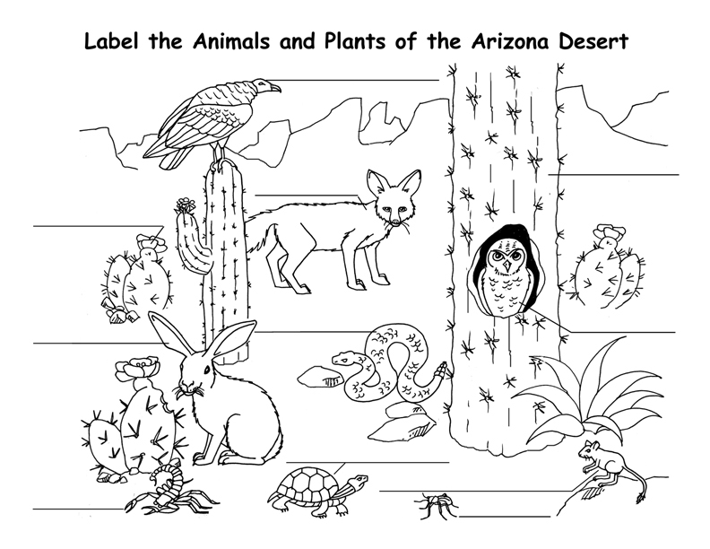 Arizona Animals Coloring Worksheet