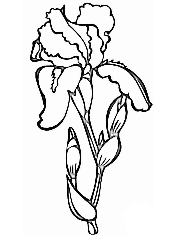 Bearded Iris Coloring Pages