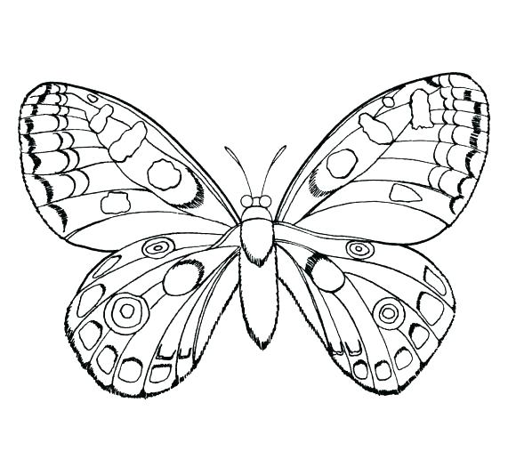 Butterfly Insect Coloring Pages