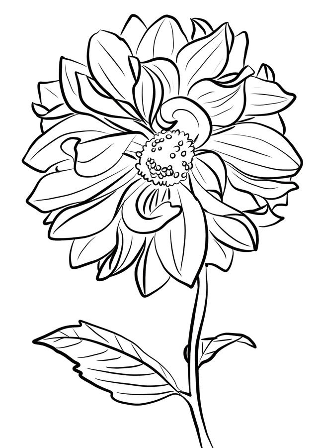 Cactus Dahlia Coloring Page