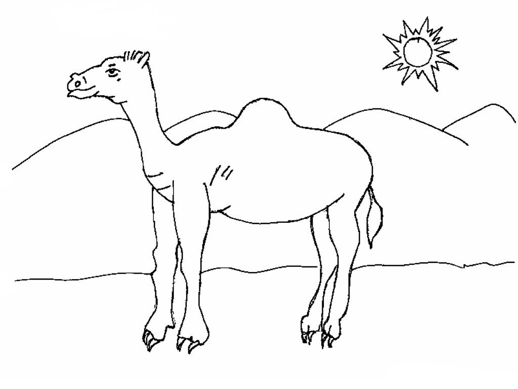 Camel in Desert Coloring Pages