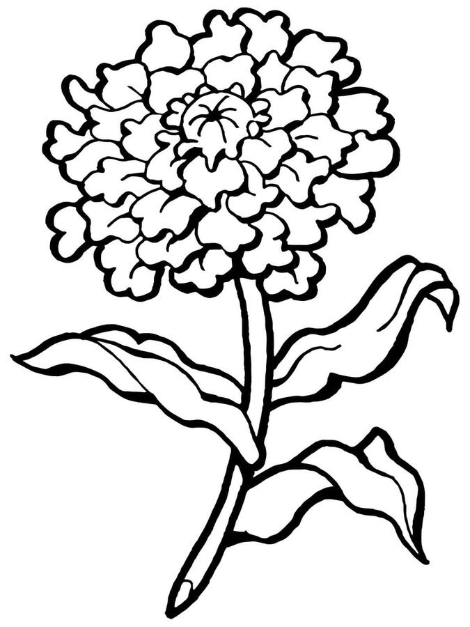 Carnation Coloring Page