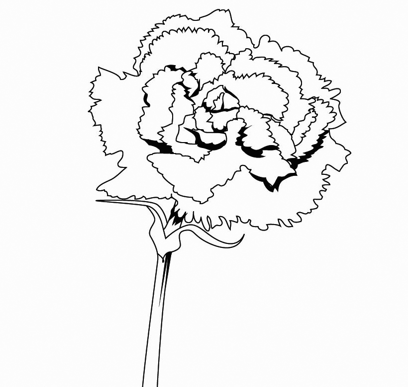 Carnation Flower Coloring Page