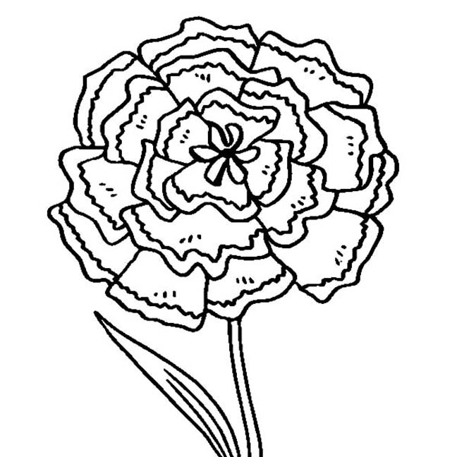 Carnation Flower Printable Coloring Page