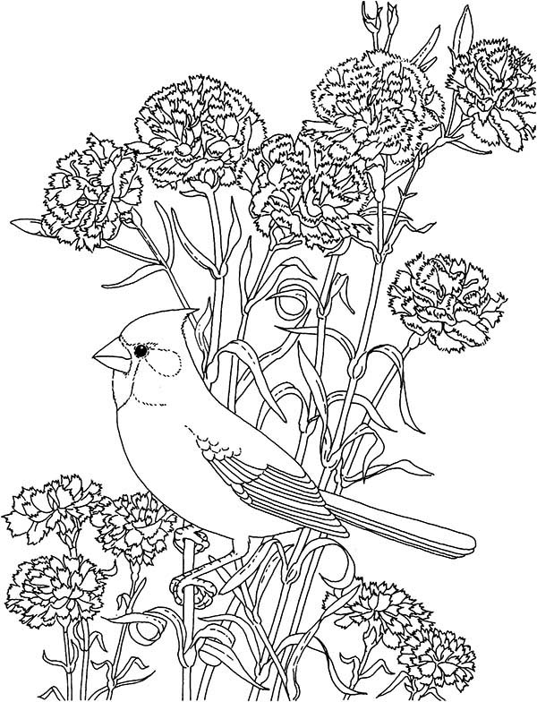 Carnation Flowers And Cardinal Coloring Page