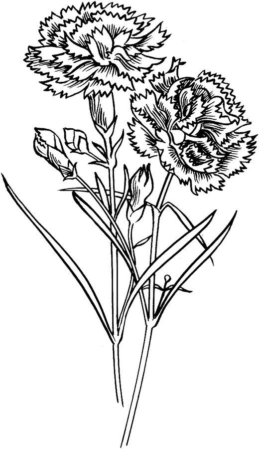 Carnation Flowers Coloring Page