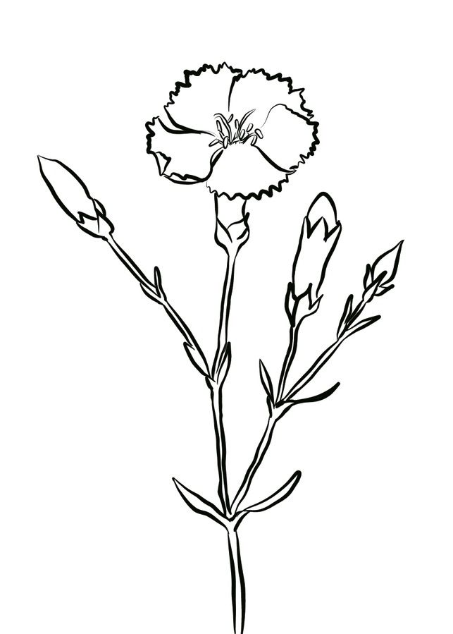 Carnations Coloring Pages