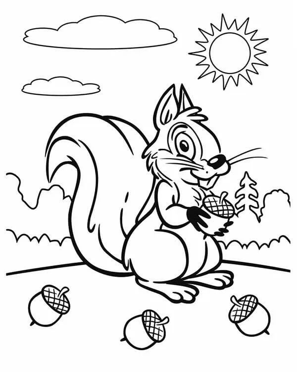 Cute Squirrel With Acorns Coloring Page