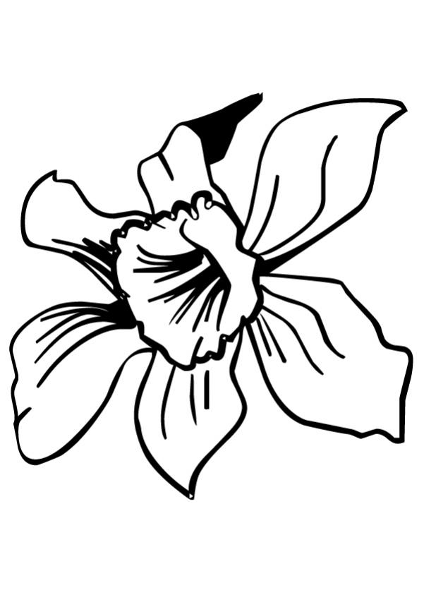 Daffodil Flower Coloring Pages