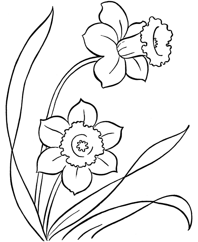Daffodils Coloring Pages