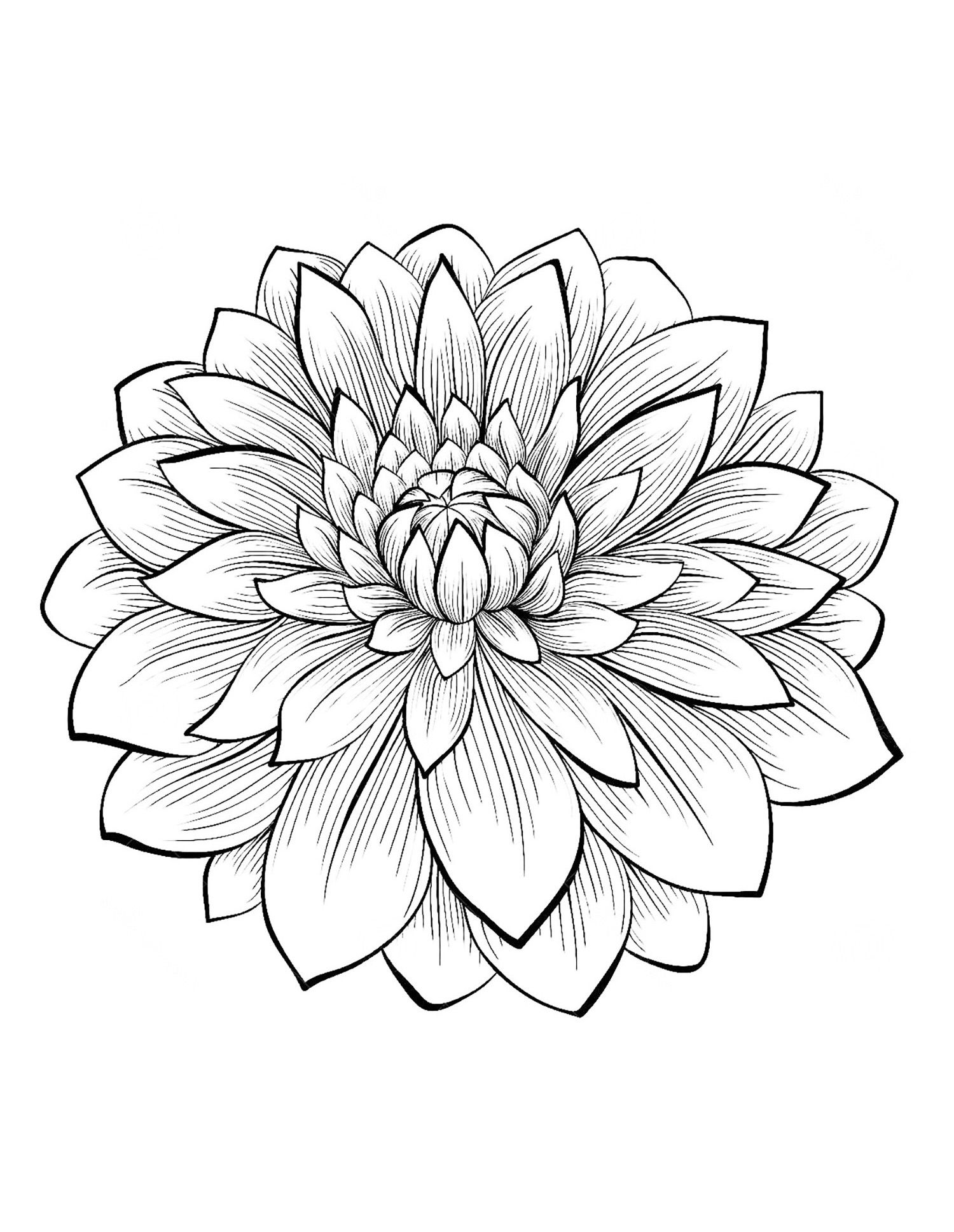 Dahlia Coloring Pages