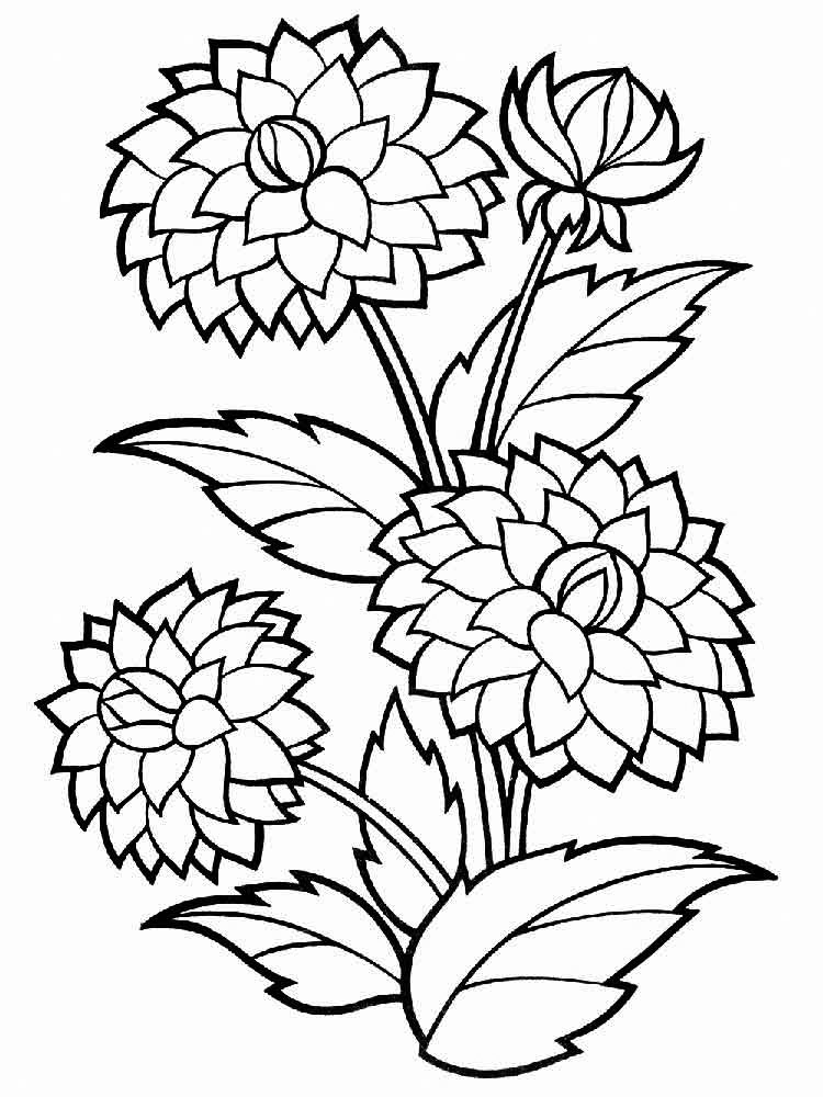 Dahlia Flowers And Stems Coloring Page