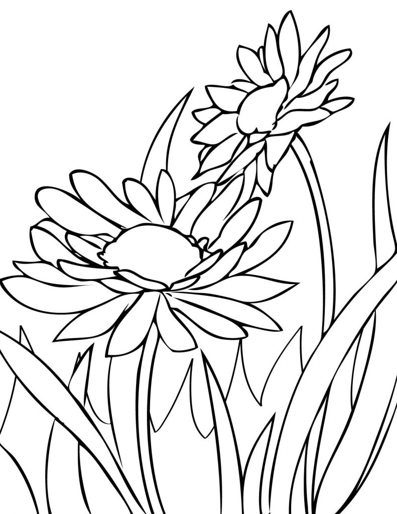 Daisies Coloring Page