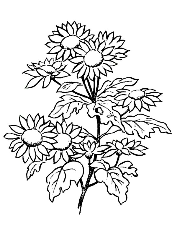 Daisies Printable Coloring Page