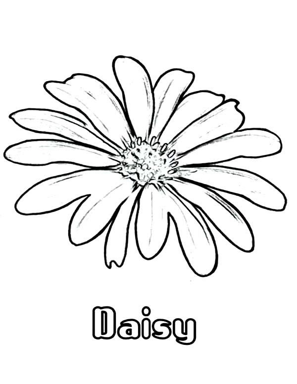 Daisy Coloring Page Printable