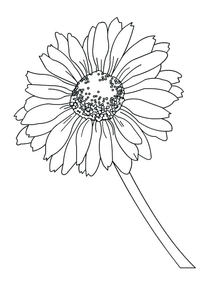 Daisy Coloring Pages