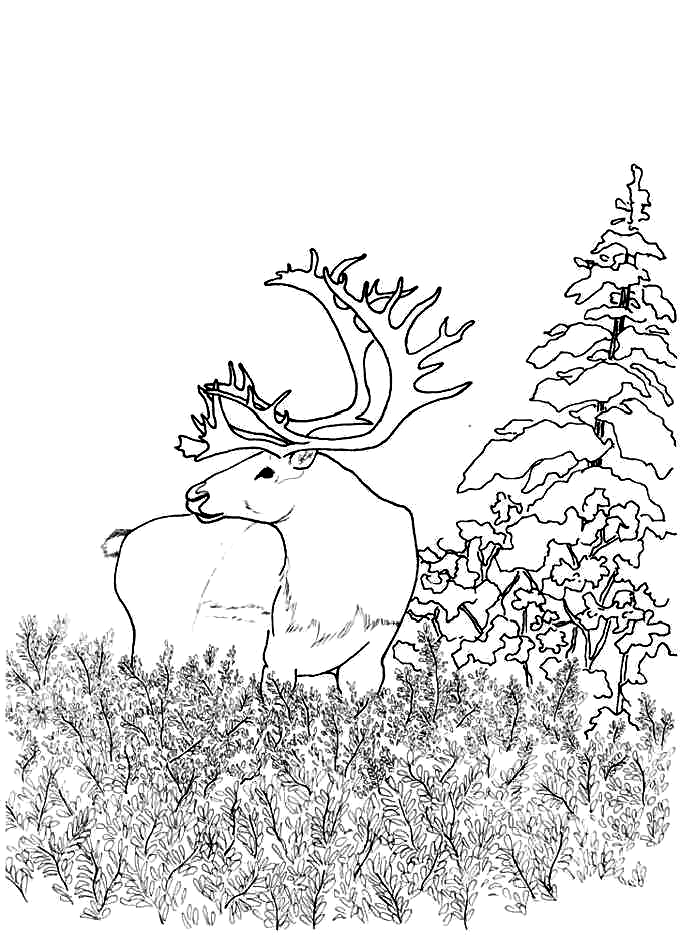 Deer In The Forest Coloring Page