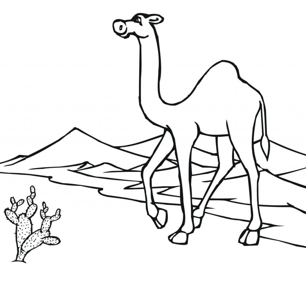 Desert Camel Coloring Pages