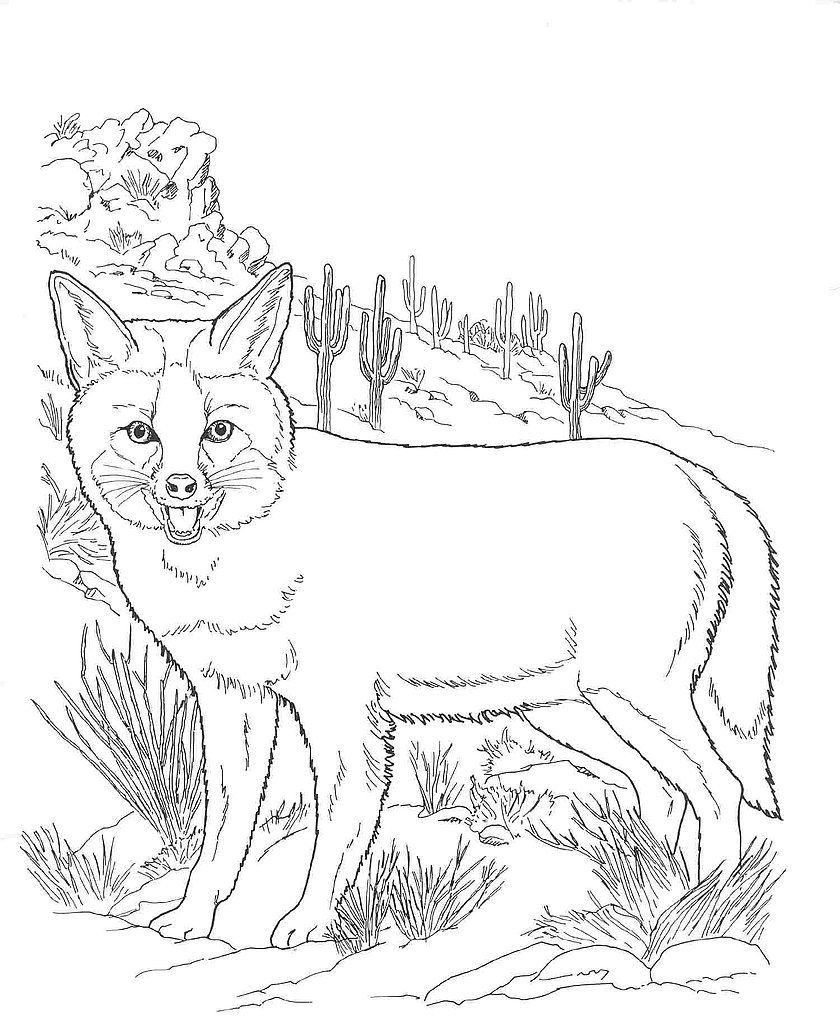 Desert Fox Coloring Page
