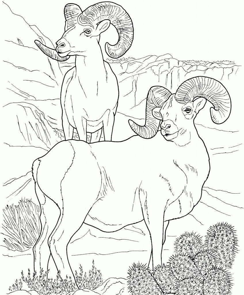 Desert Ram Coloring Pages