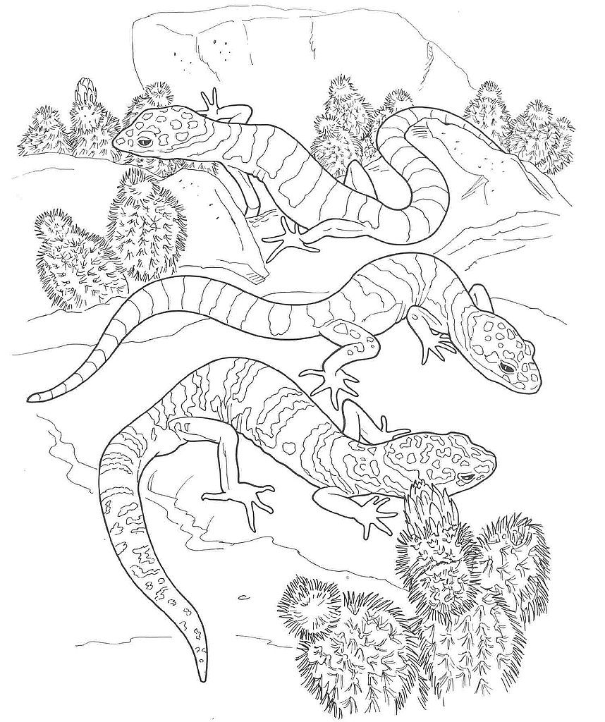 Desert Reptiles Coloring Pages