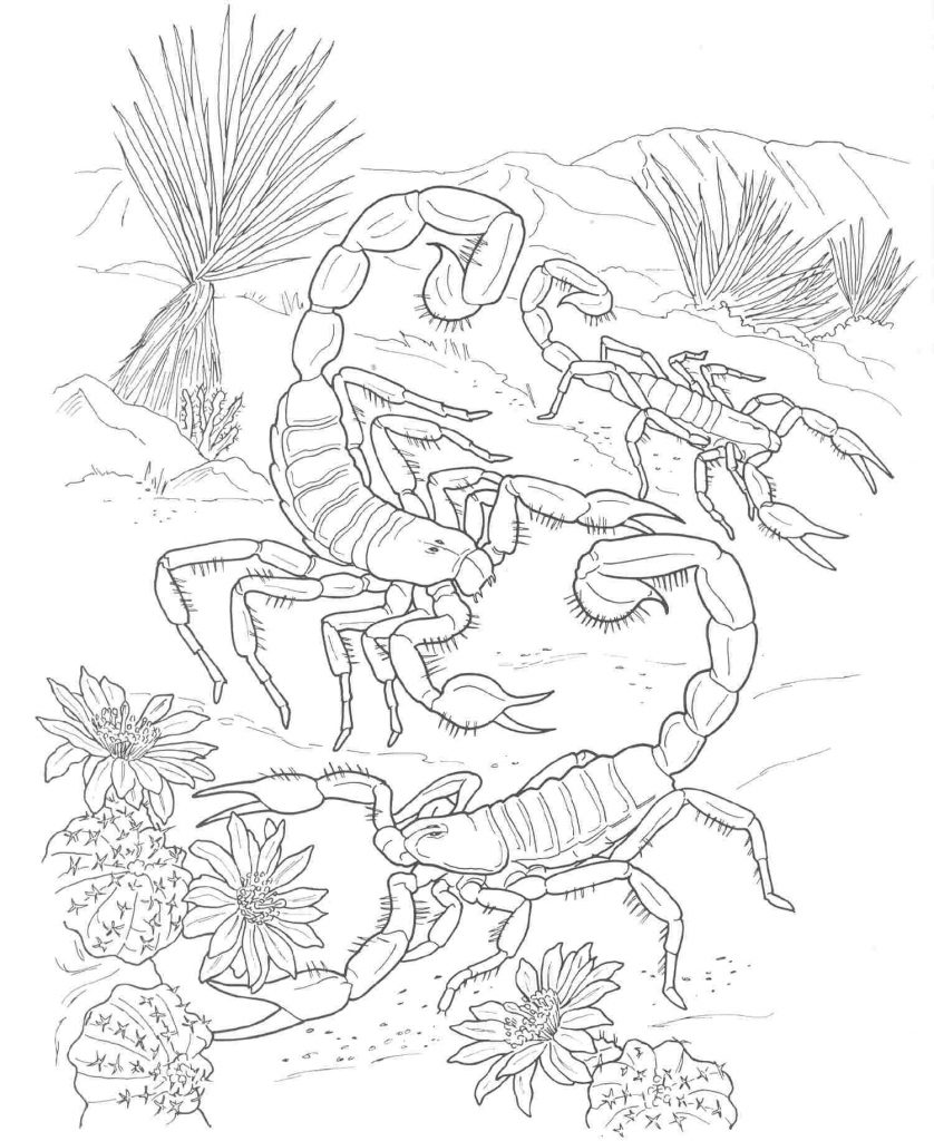 Desert Scorpions Coloring Pages