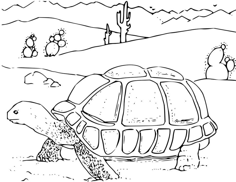 Desert Turtle Coloring Pages