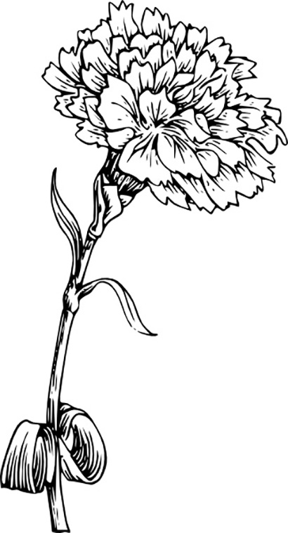Flower Carnation Coloring Page