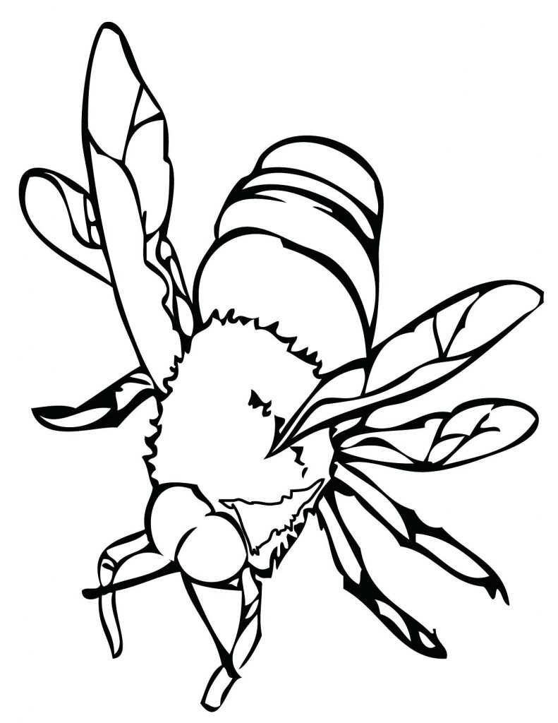 Free Insect Coloring Page