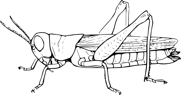 Grasshopper Insect Coloring Page