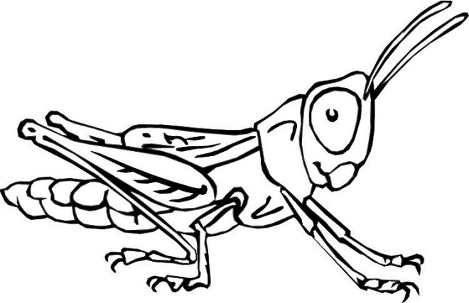 Grasshopper Insect Coloring Pages