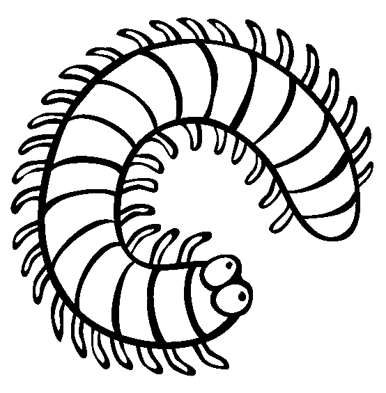 Millipede Insect Coloring Pages