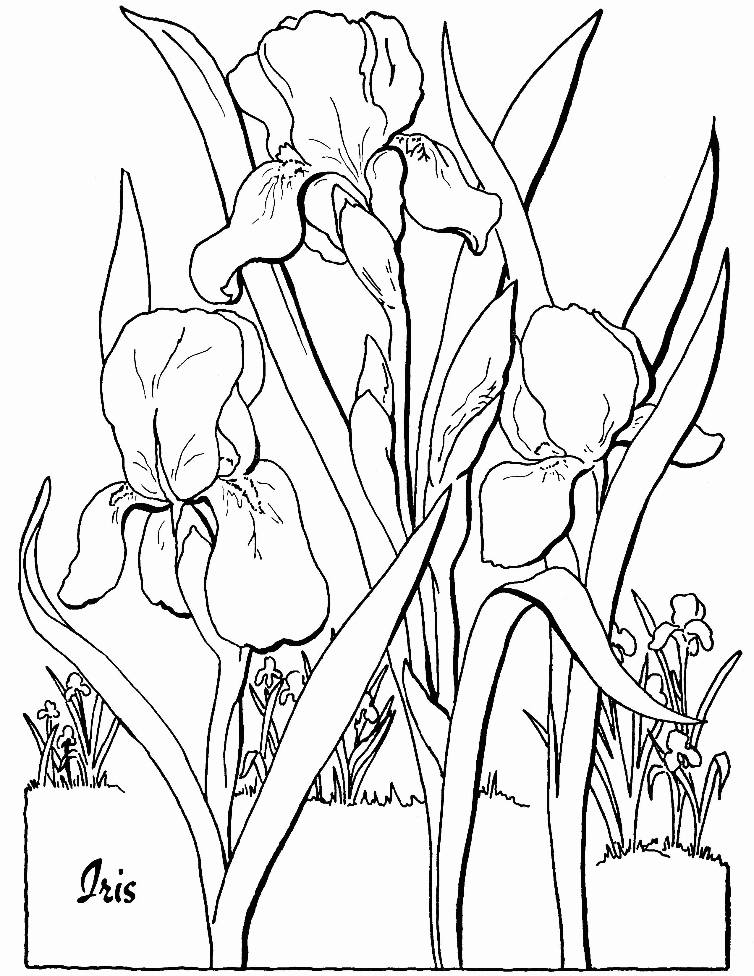 Iris Coloring Page Printable