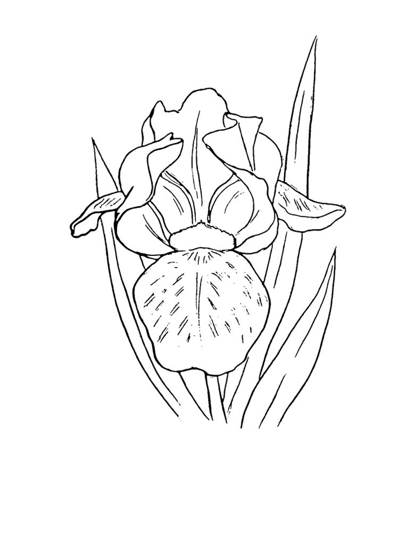 Iris Coloring Page Printables