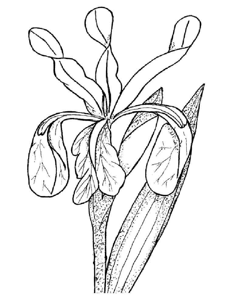 Iris Coloring Page