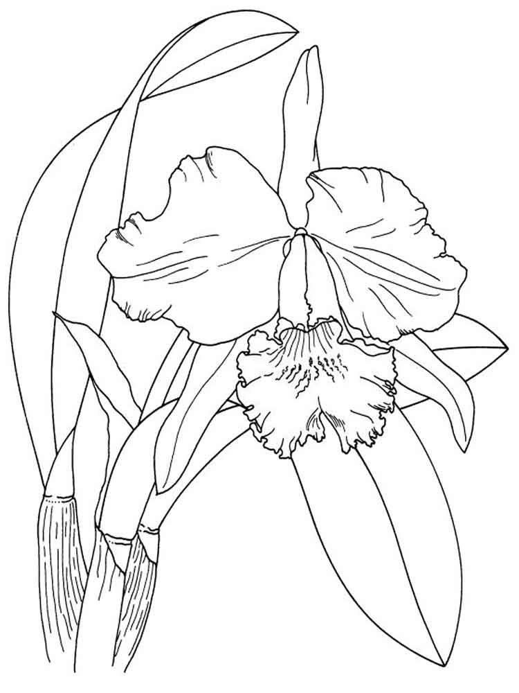 Iris Coloring Pages