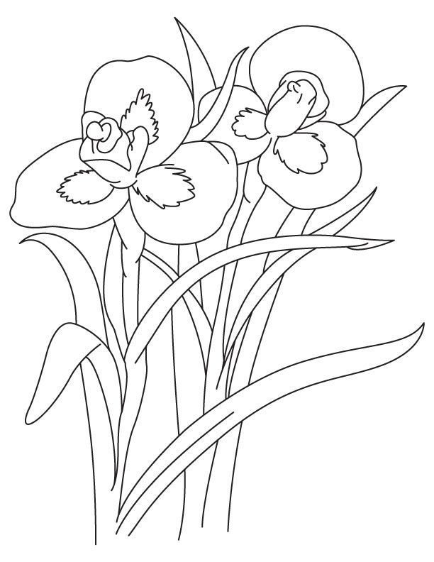 Iris Flowers Coloring Page