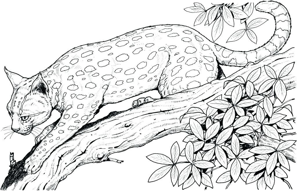 Jungle Cat Coloring Pages