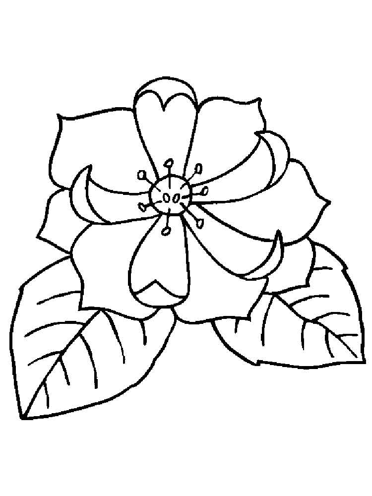 Magnolia Flower Coloring Page