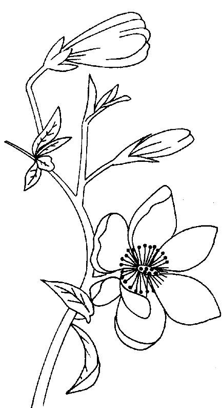 Magnolia Flower Coloring Pages