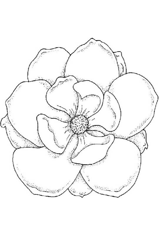 Magnolia Flower Printable Coloring Page
