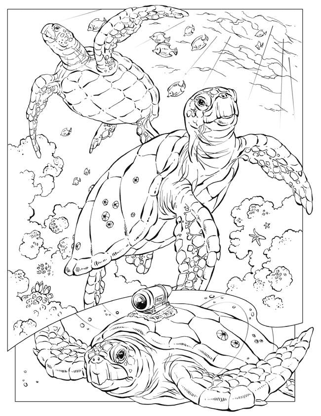 Ocean Animal Coloring Pages For Kids