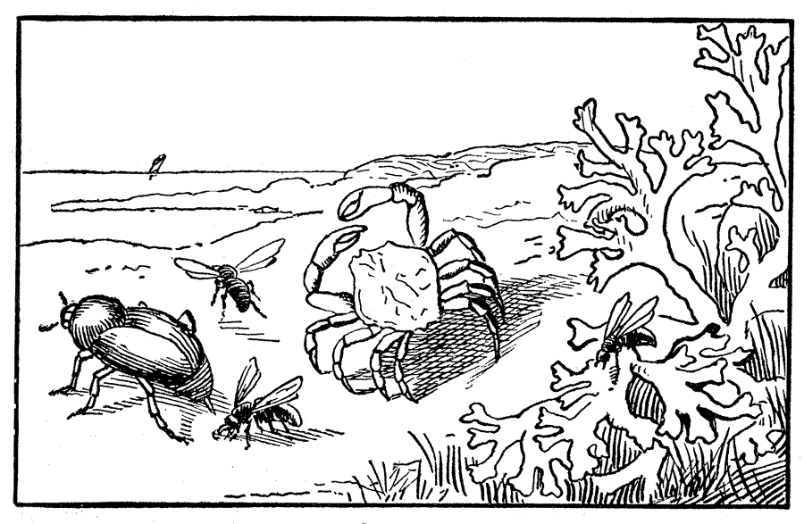 Ocean Animals Coloring Page