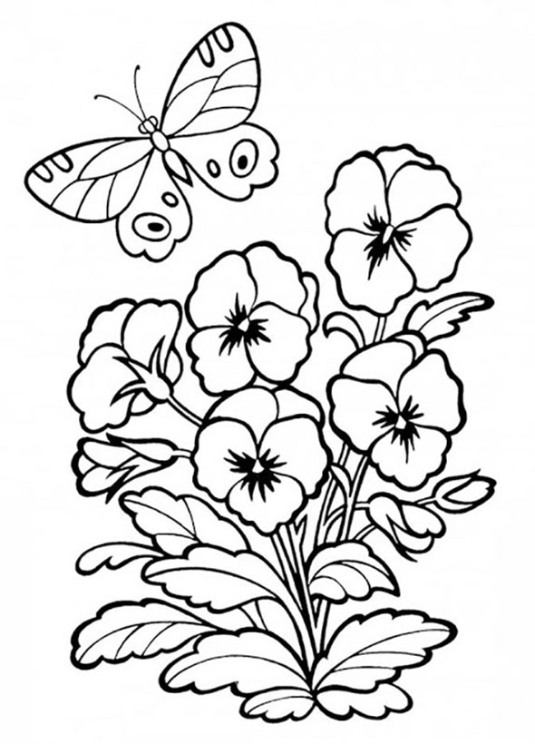 Pansies Coloring Pages