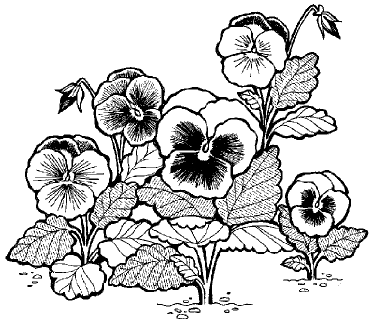 Pansies Flowers Coloring Page