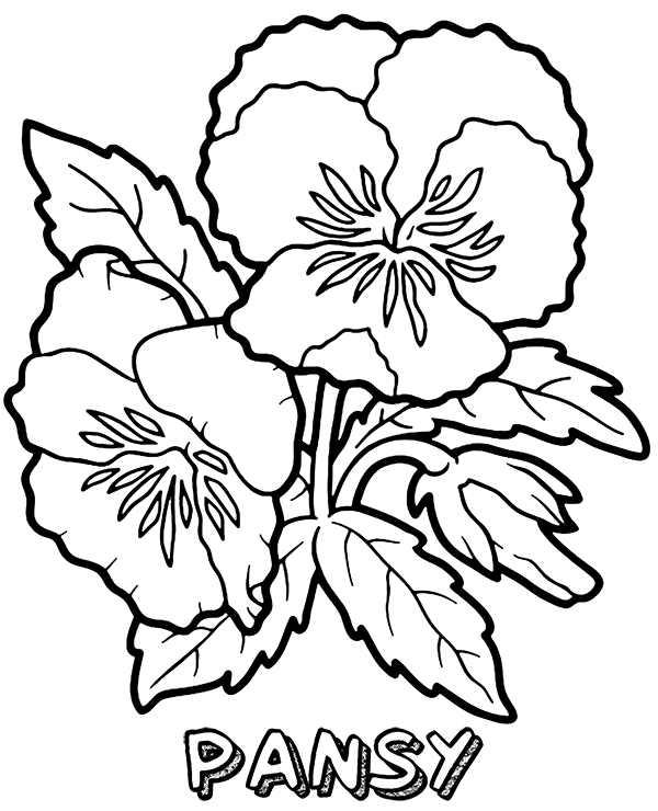 Pansy Coloring Pages