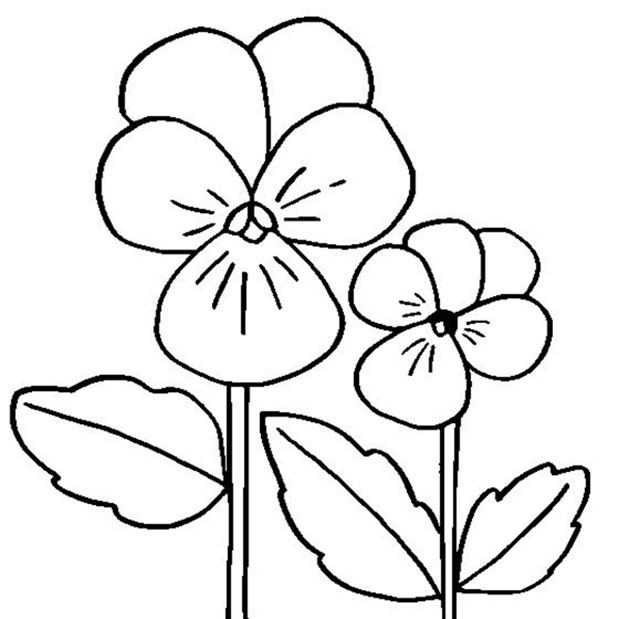 Pansy Flower Coloring Page