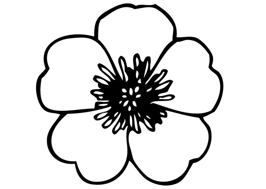 Pansy Flower Coloring Pages