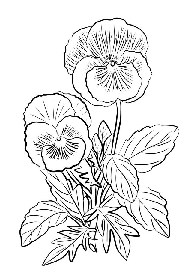 Pansy Flowers Coloring Page