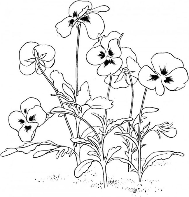 Pansy Flowers Coloring Pages